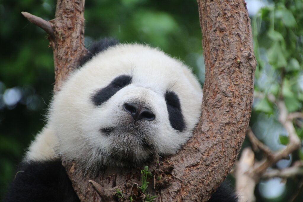 panda free antivirus, imágen de un oso panda en honor al antivirus